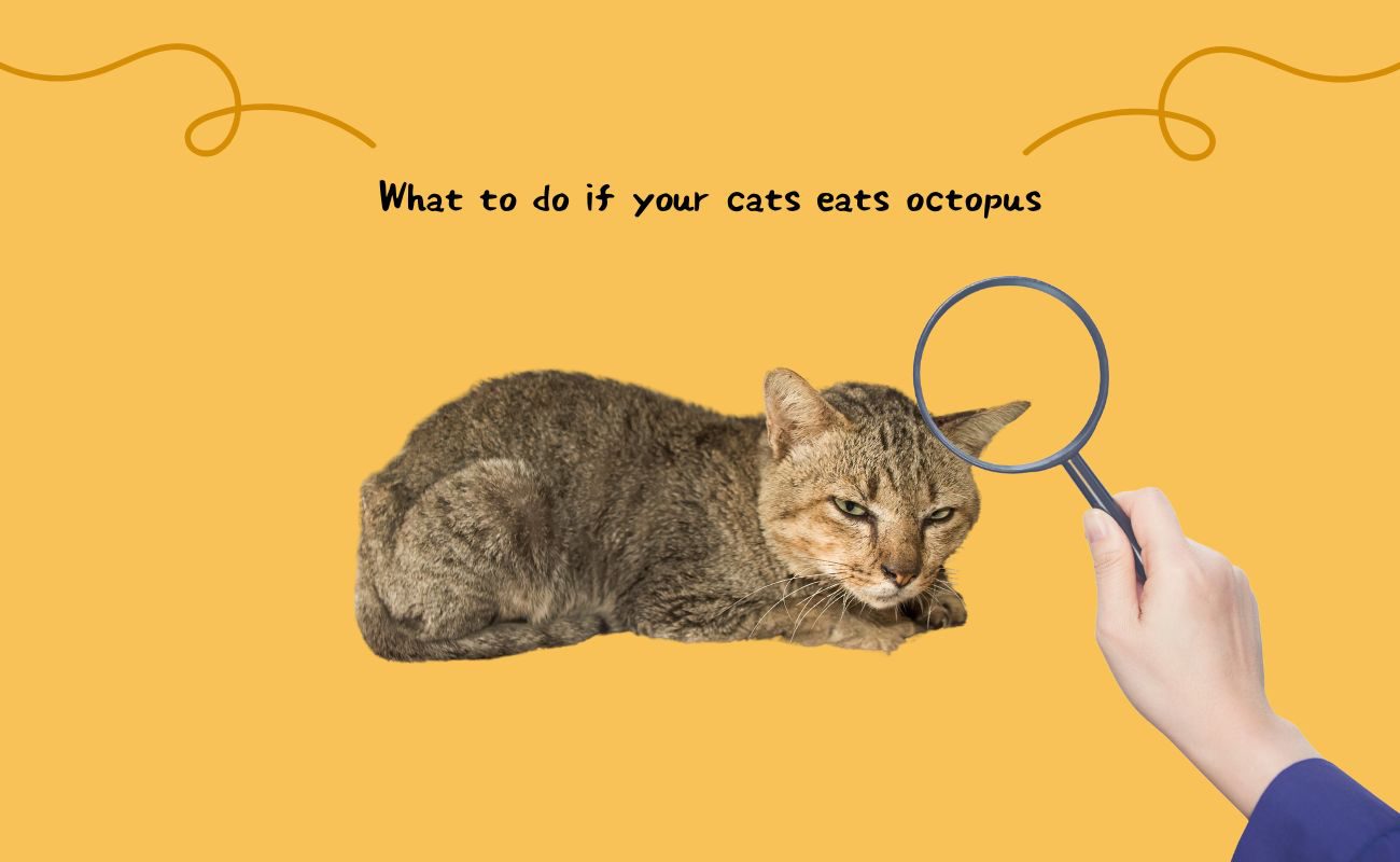 What to Do If Your Cat Eats Octopus