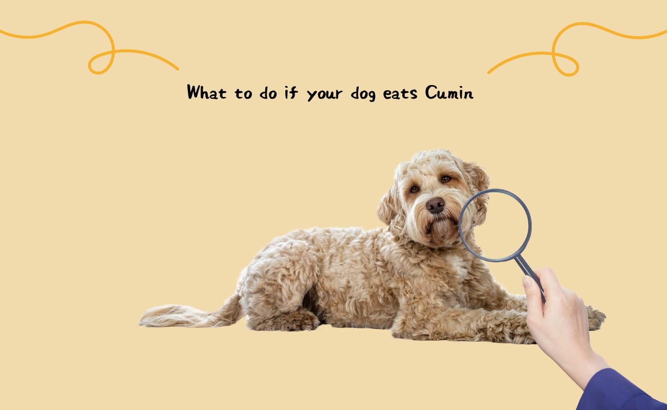 What to Do If Your Dog Eats Cumin