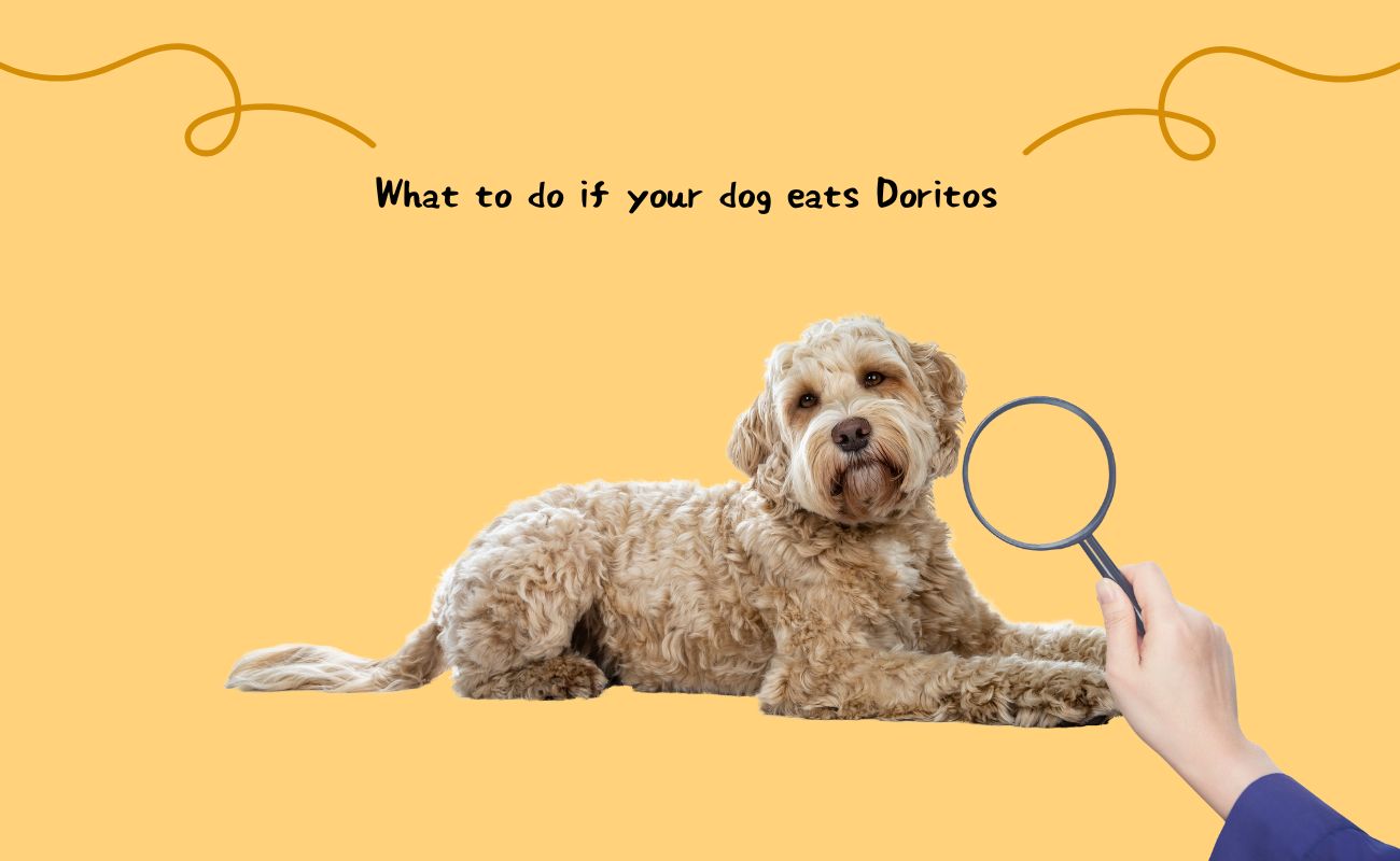 What to Do If Your Dog Eats Doritos