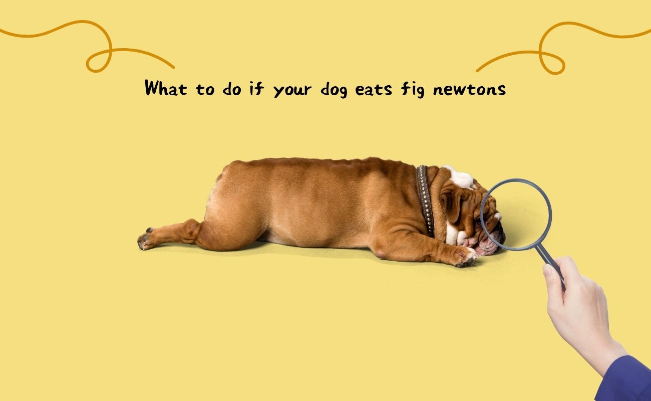 What to Do If Your Dog Eats Fig Newtons