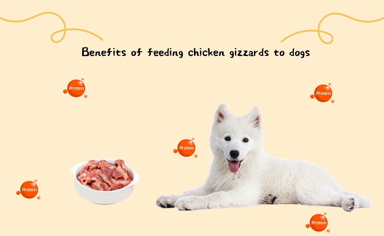 Benefits of Feeding Chicken Gizzards to Dogs