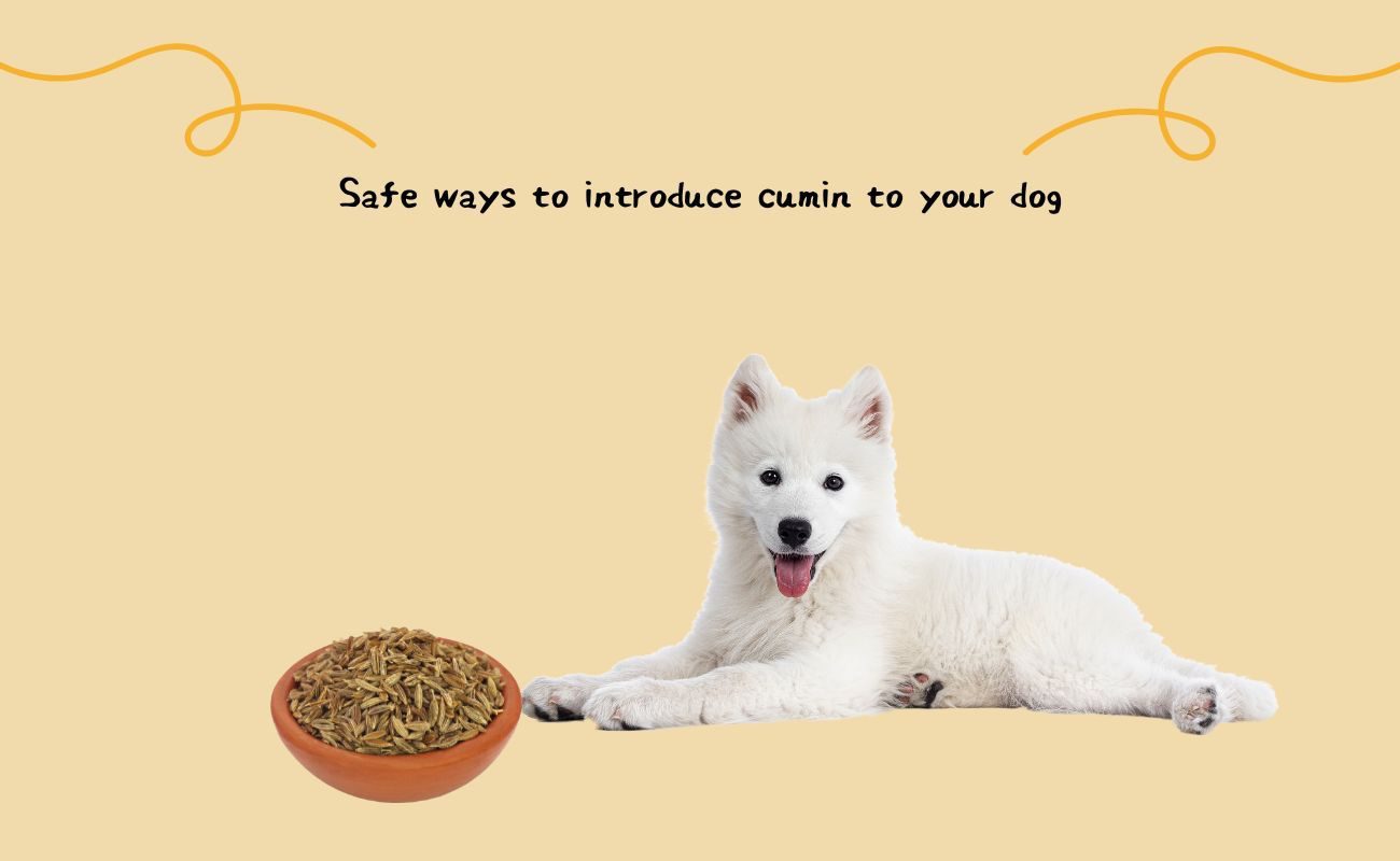 Safe Ways to Introduce Cumin to Your Dog