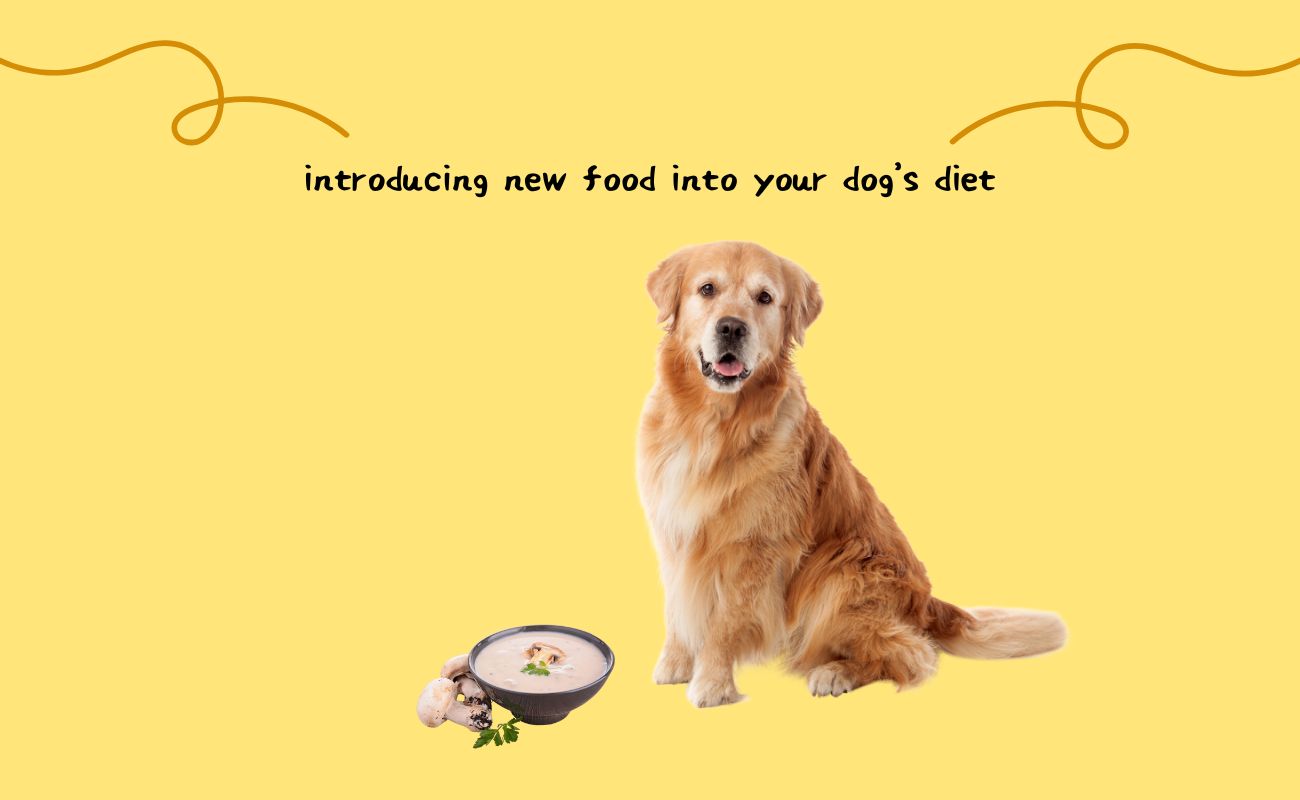 Introducing New Foods into Your Dog's Diet