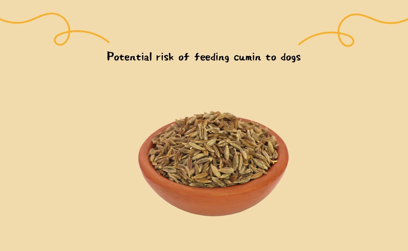 Potential Risks of Feeding Cumin to Dogs