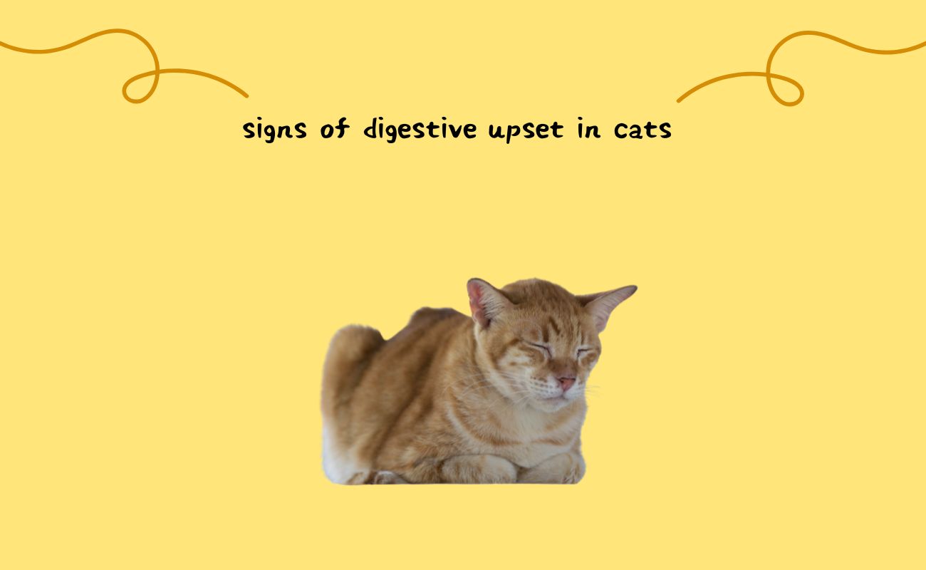 Signs of Digestive Upset in Cats