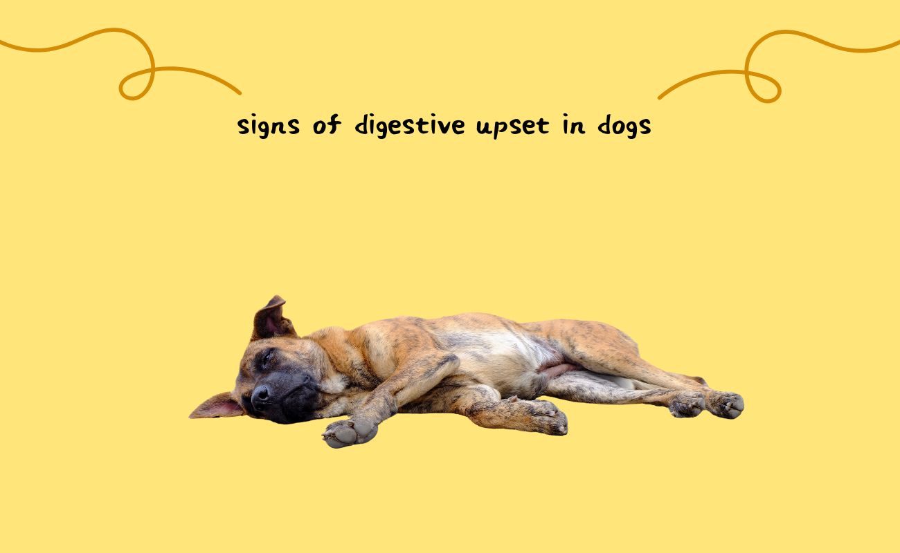 Signs of Digestive Upset in Dogs