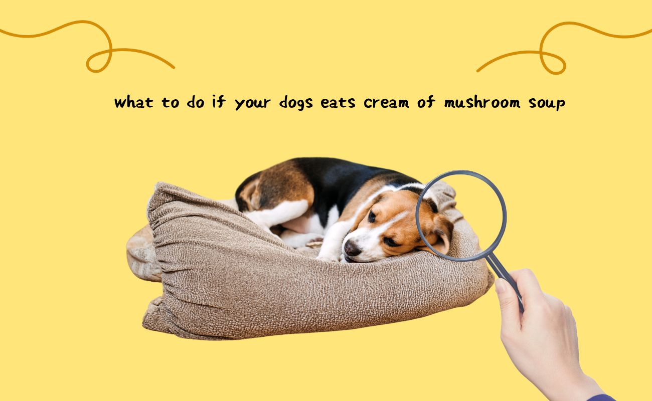 What to Do If Your Dog Eats Cream of Mushroom Soup