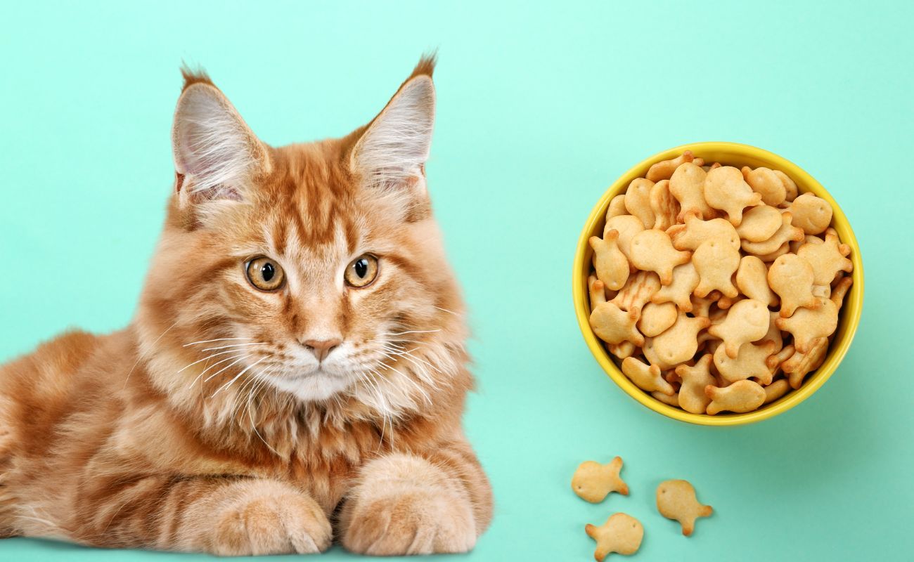 Can Cats Eat Goldfish Crackers ?