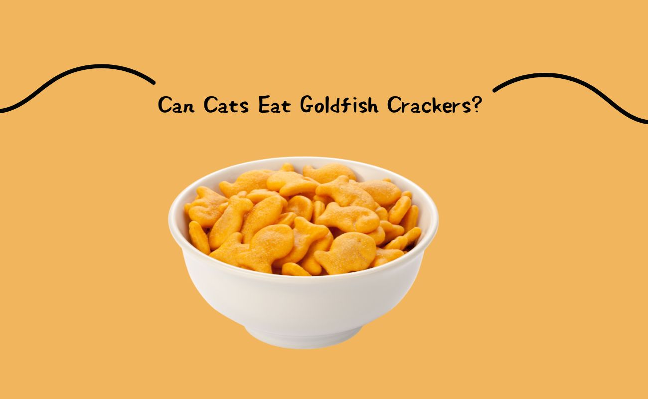 Can Cats Eat Goldfish Crackers?