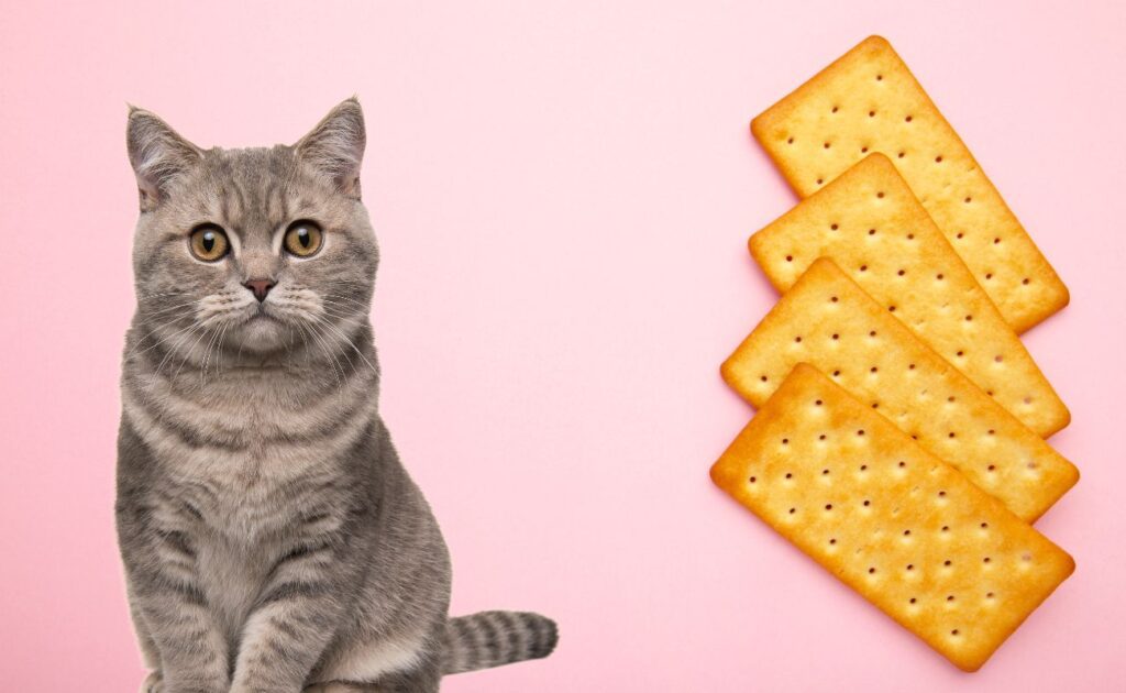 Can Cats Eat Ritz Crackers?