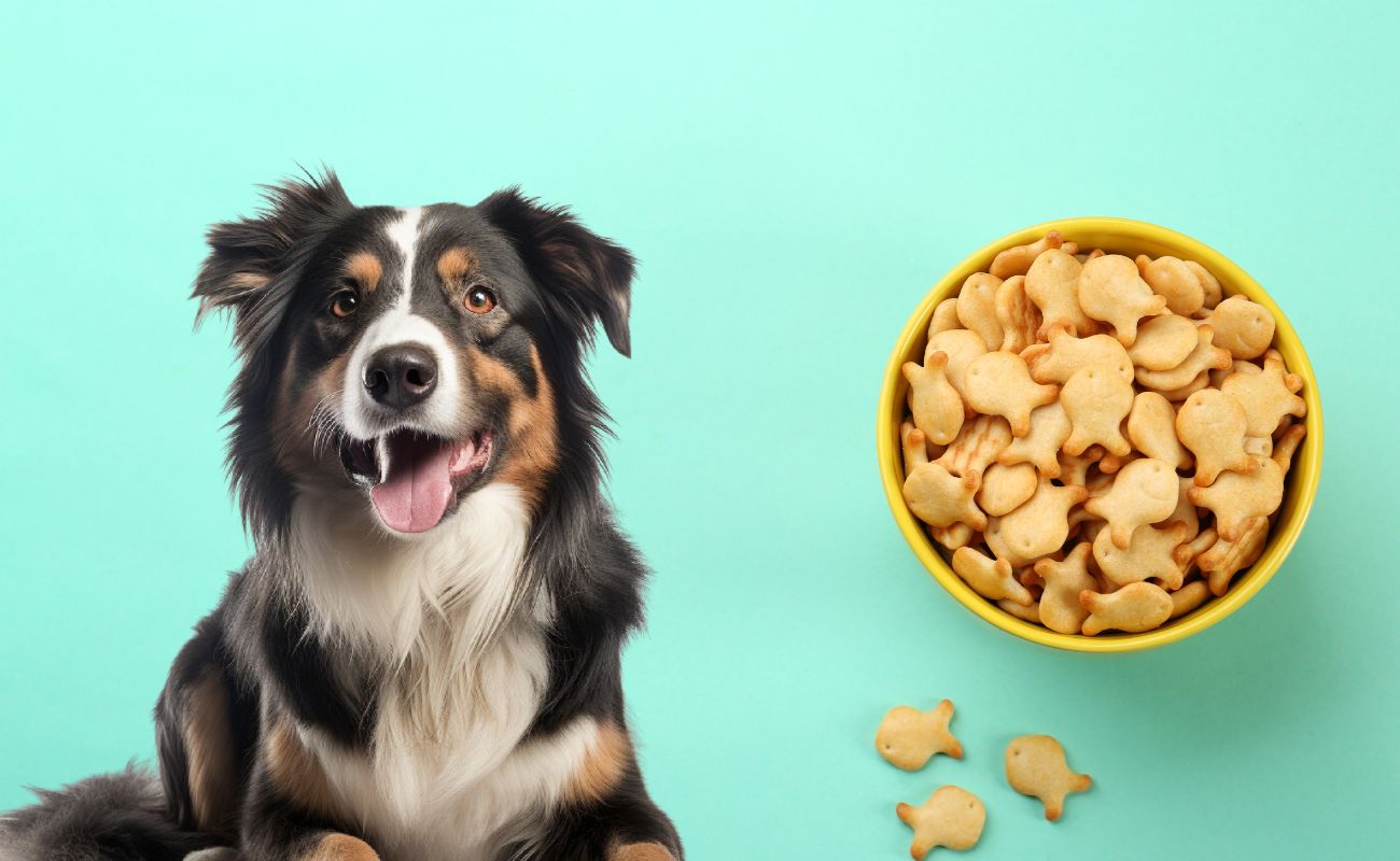 Can Dogs Eat Goldfish Crackers ?