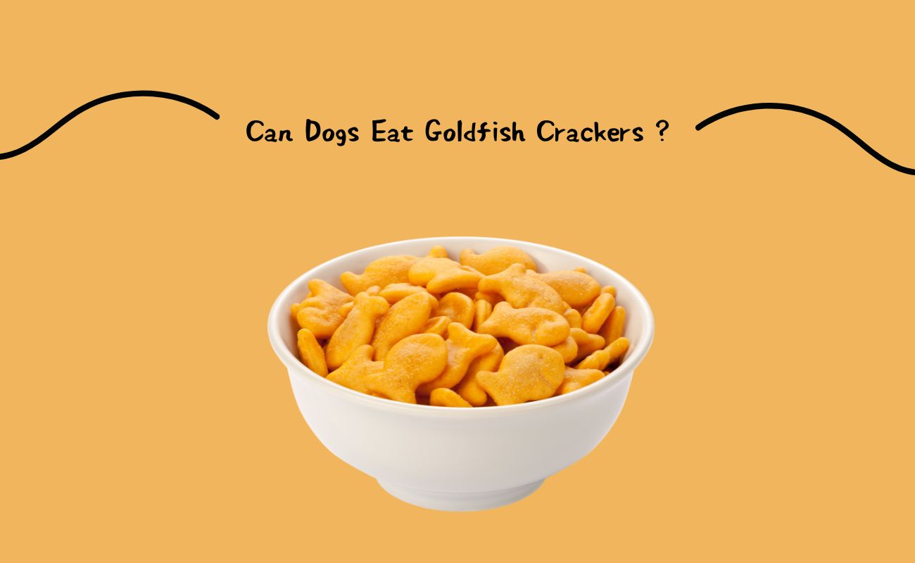 Can Dogs Eat Goldfish Crackers ?