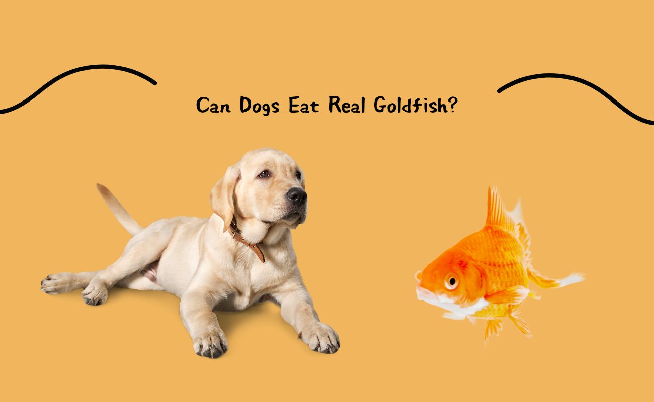 Can Dogs Eat Real Goldfish?