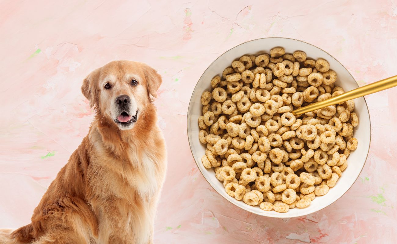 Can Dogs Have Honey Nut Cheerios