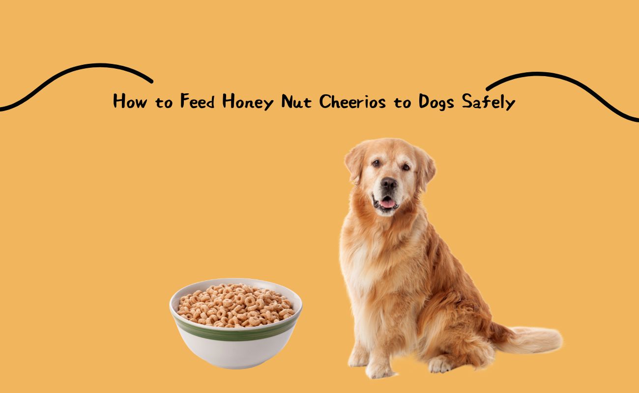 How to Feed Honey Nut Cheerios to Dogs Safely