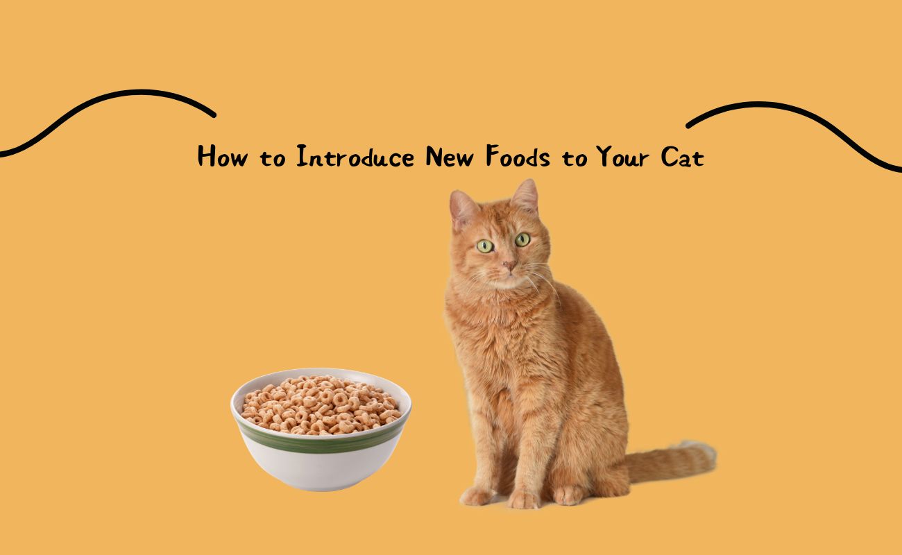 How to Introduce New Foods to Your Cat