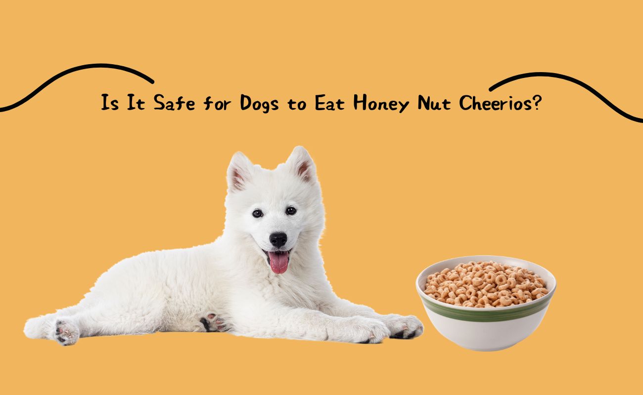 Is It Safe for Dogs to Eat Honey Nut Cheerios?