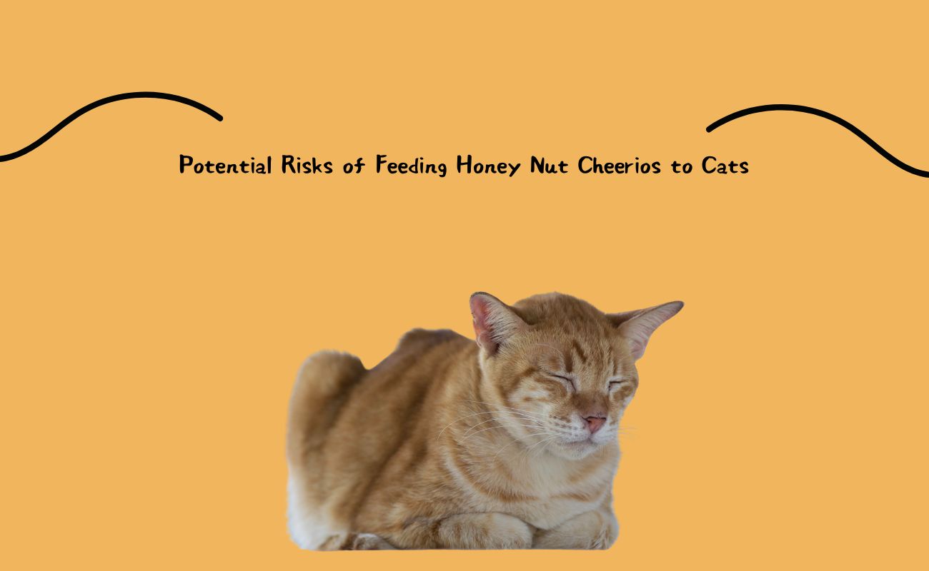 Potential Risks of Feeding Honey Nut Cheerios to Cats