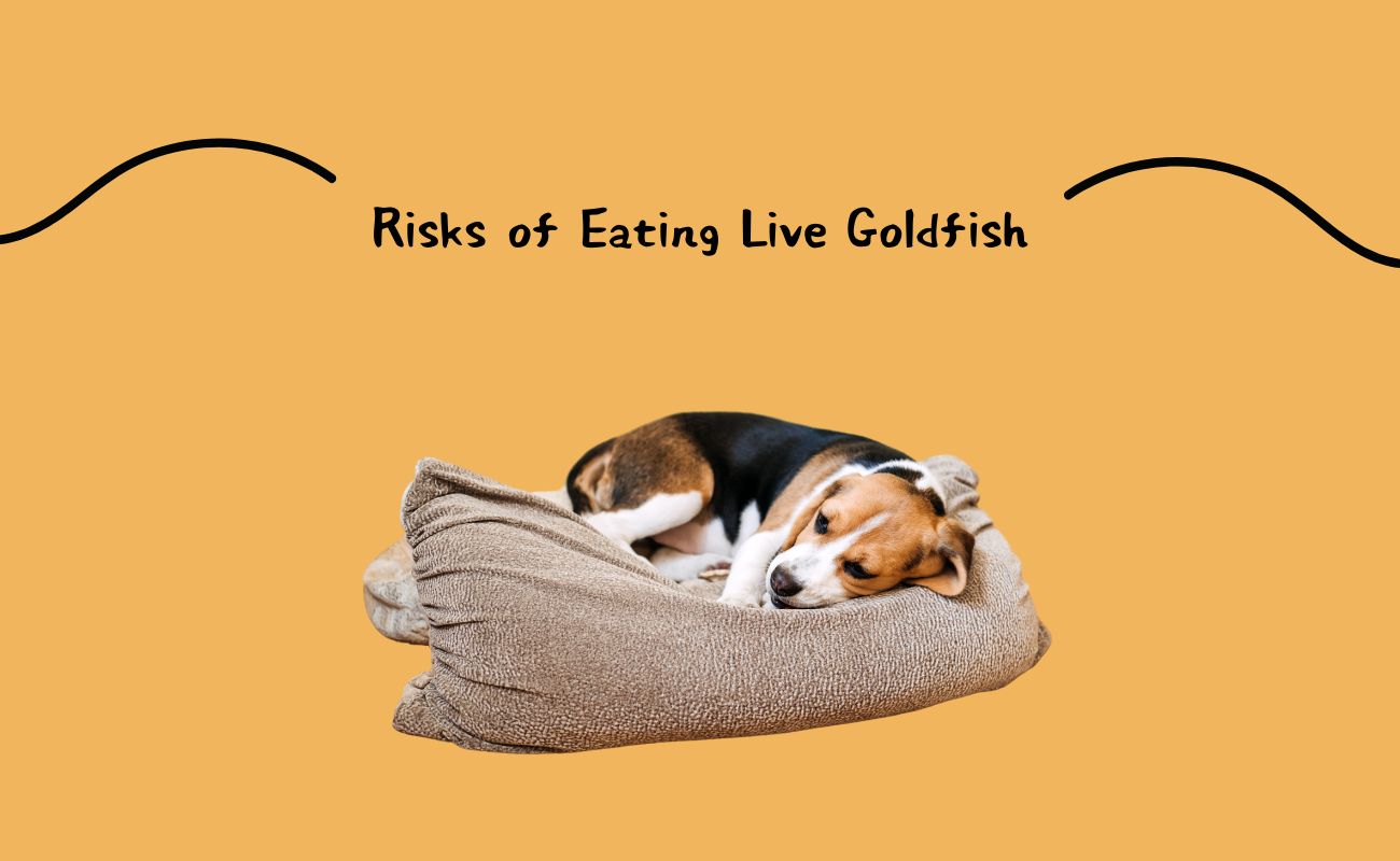 Risks of Eating Live Goldfish