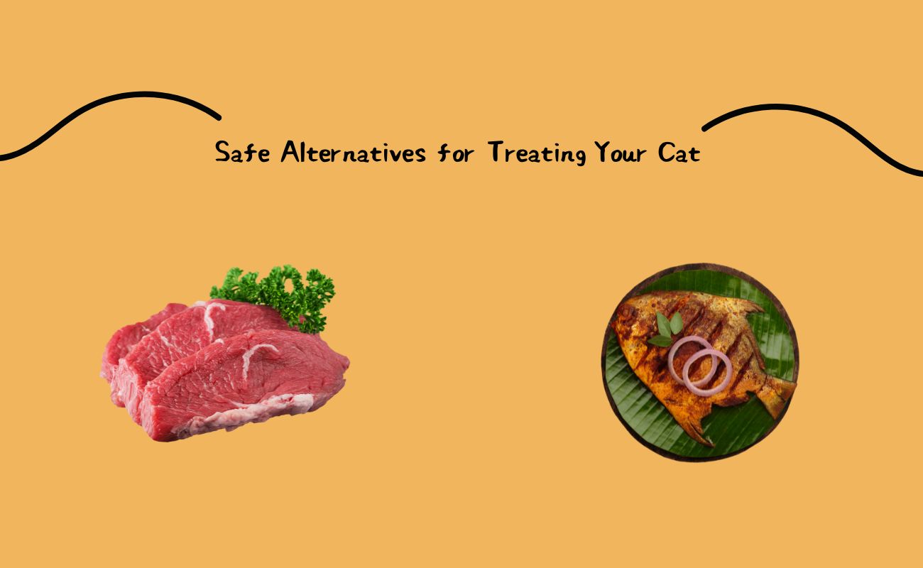 Safe Alternatives for Treating Your Cat