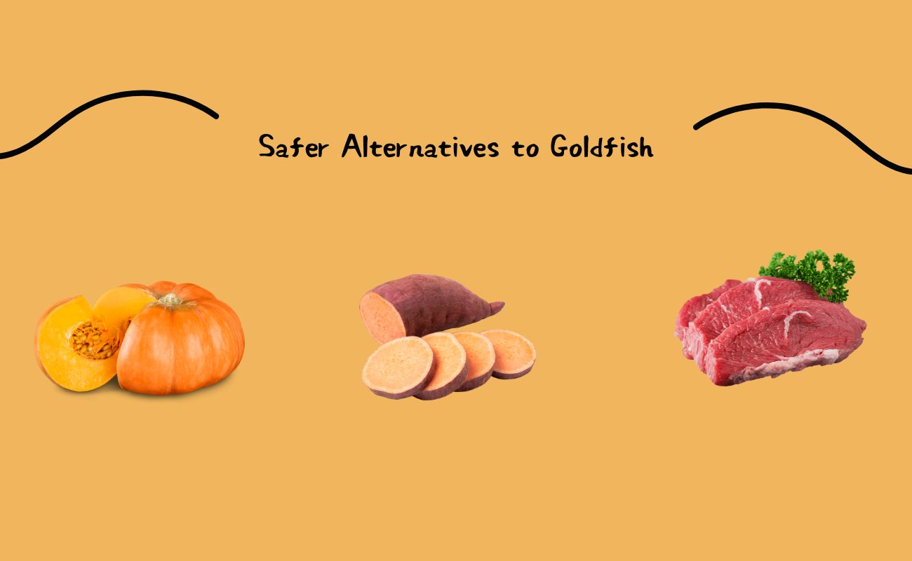 Safer Alternatives to Goldfish