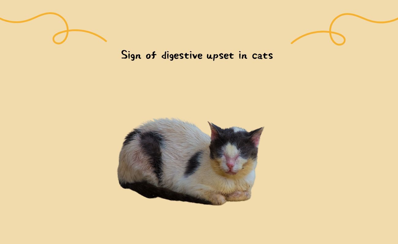 Signs of Digestive Upset in Cats