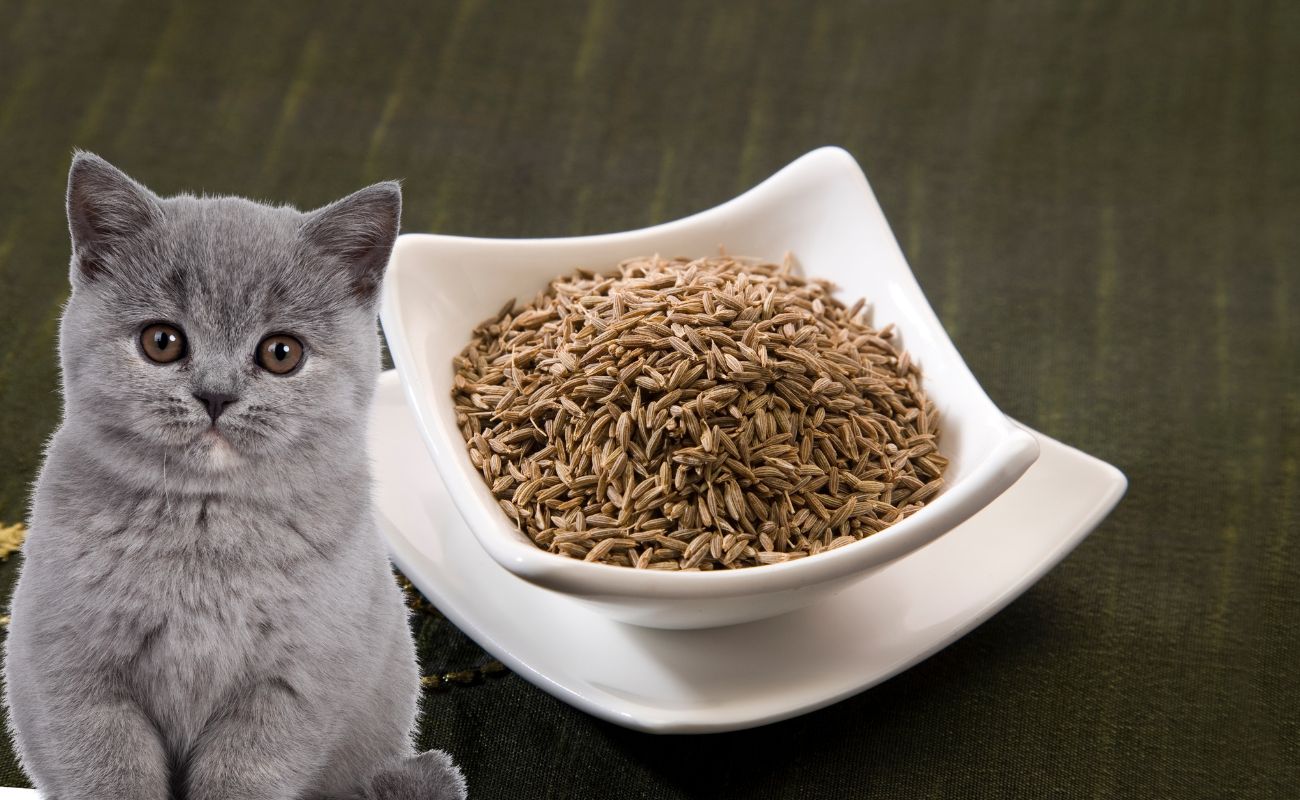 Can Cats Eat Cumin?