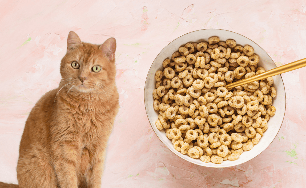 Can Cats Have Honey Nut Cheerios?