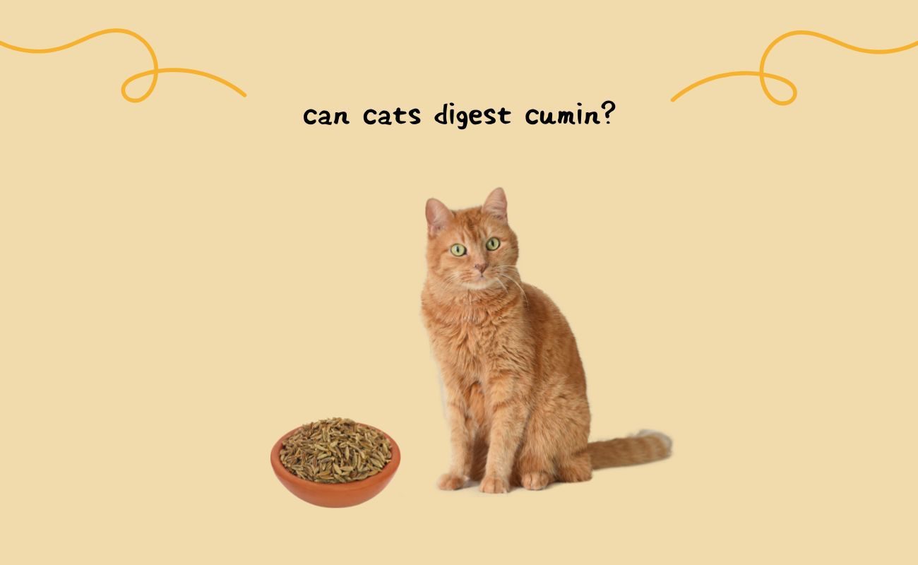 Can Cats Digest Cumin?