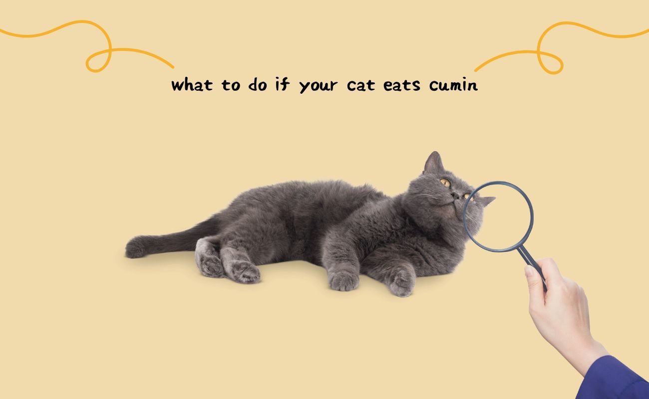 What to Do If Your Cat Eats Cumin