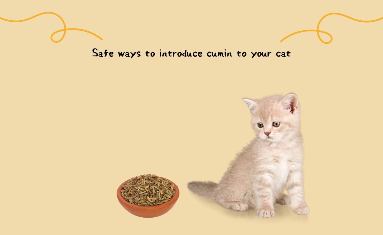 Safe Ways to Introduce Cumin to Your Cat