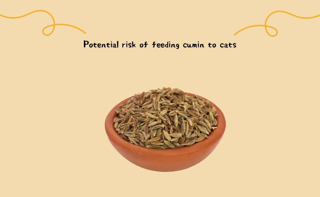 Potential Risks of Feeding Cumin to Cats