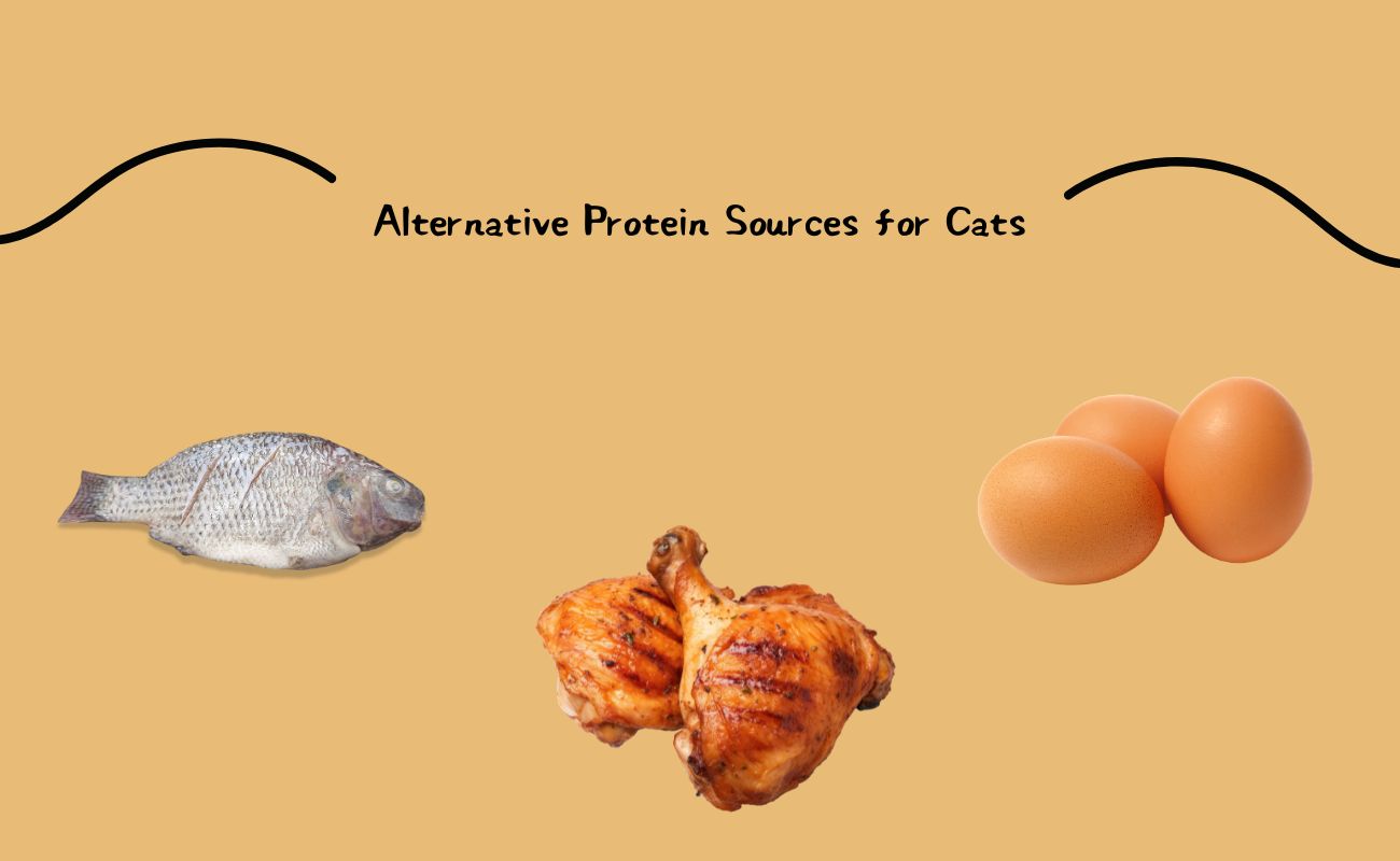 Alternative Protein Sources for Cats