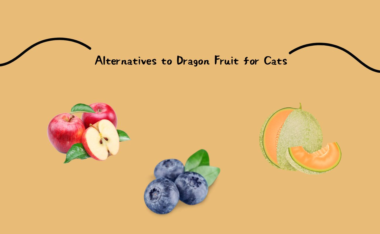 Alternatives to Dragon Fruit for Cats