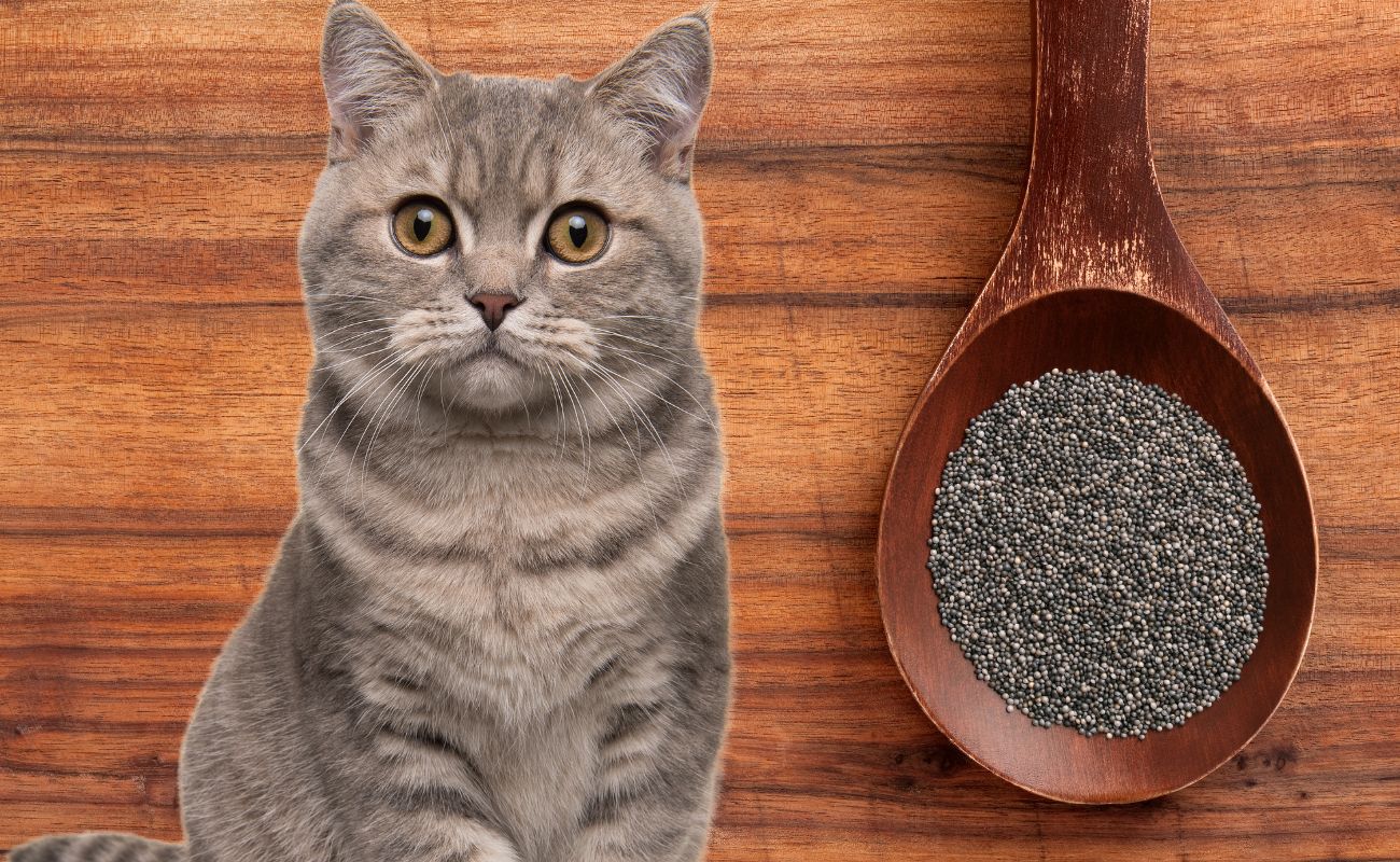 Are Poppy Seeds Bad for Cats?