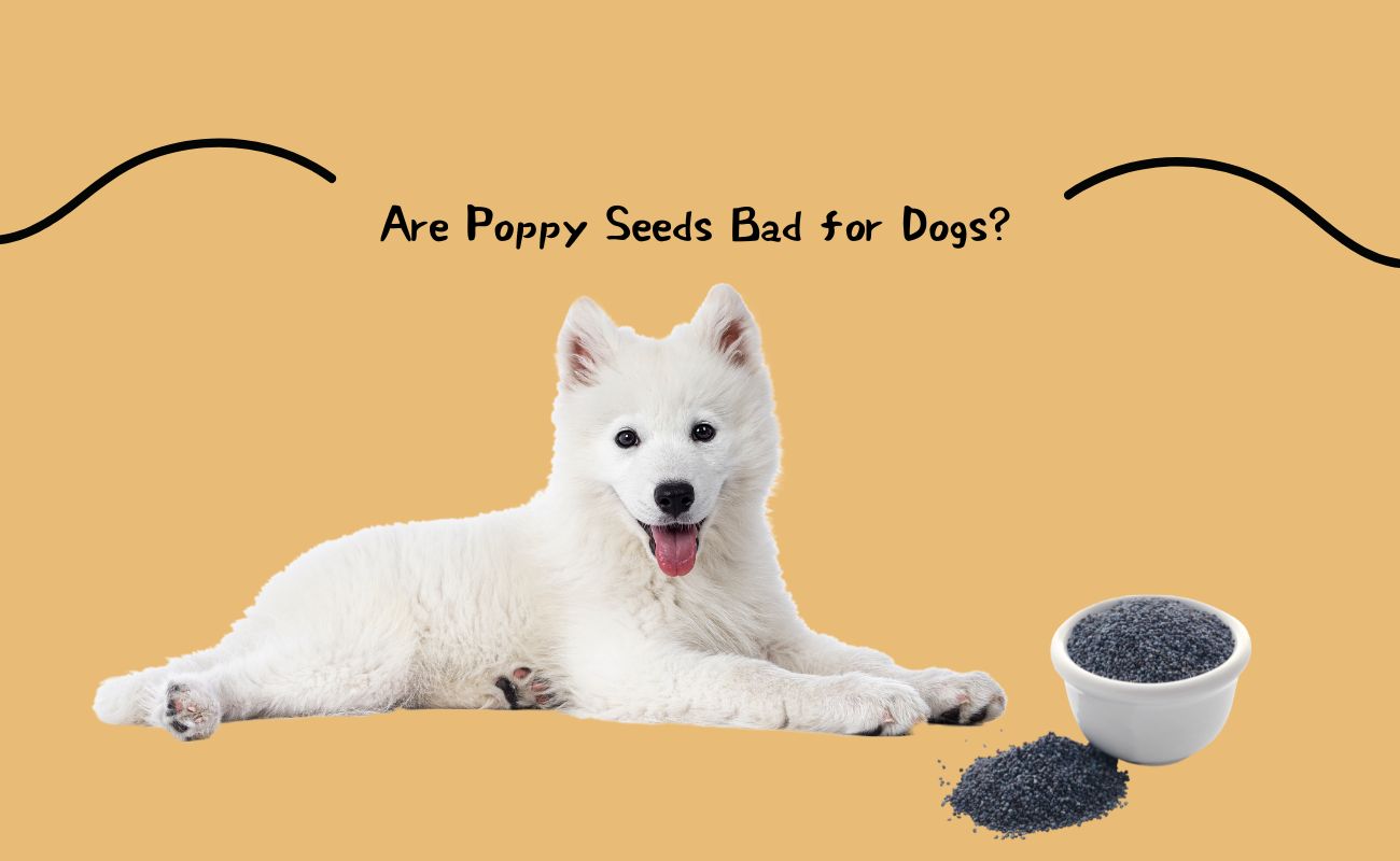 Are Poppy Seeds Bad for Dogs?