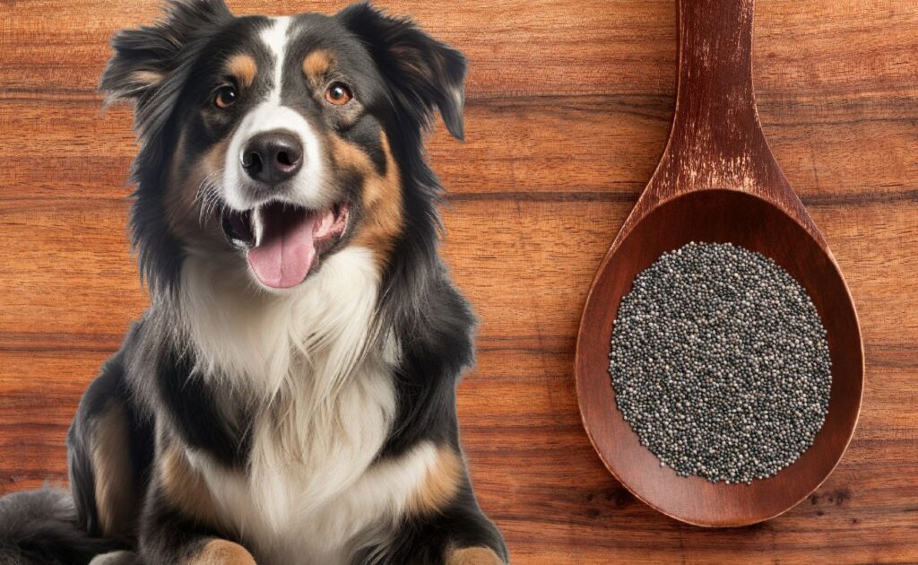 Are Poppy Seeds Bad for Dogs?