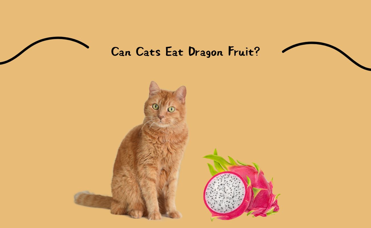 Can Cats Eat Dragon Fruit?