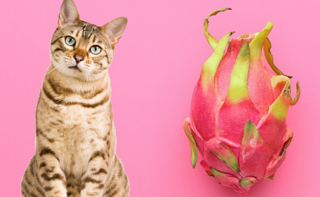 Can Cats Eat Dragon Fruit?