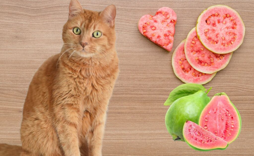 Can Cats Eat Guava?