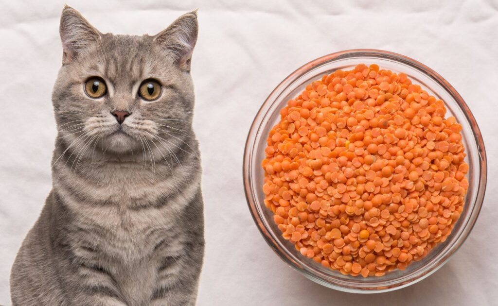 Can Cats Eat Lentils?