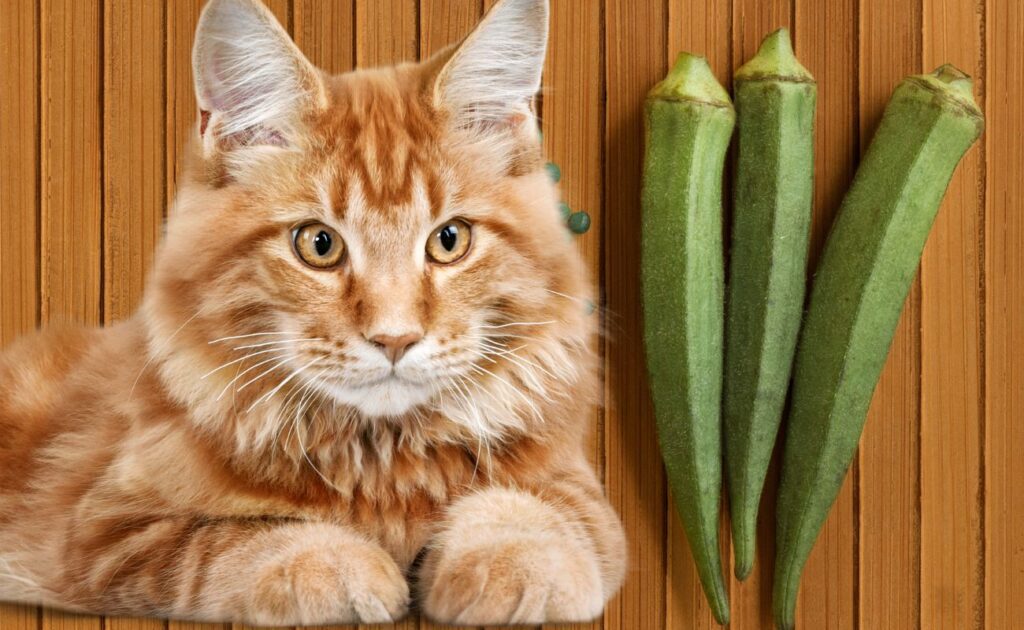 Can Cats Eat Okra?