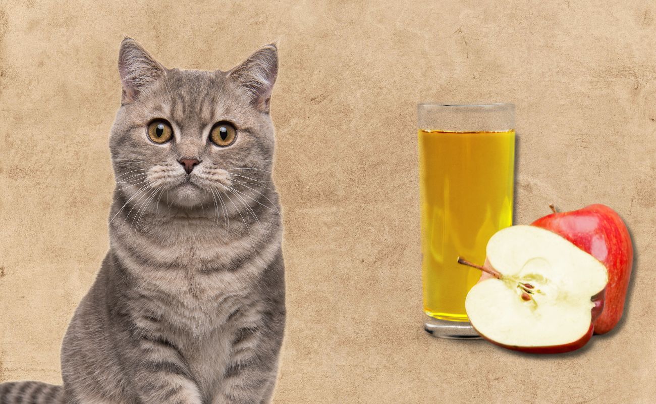 Can Cats Have Apple Juice?