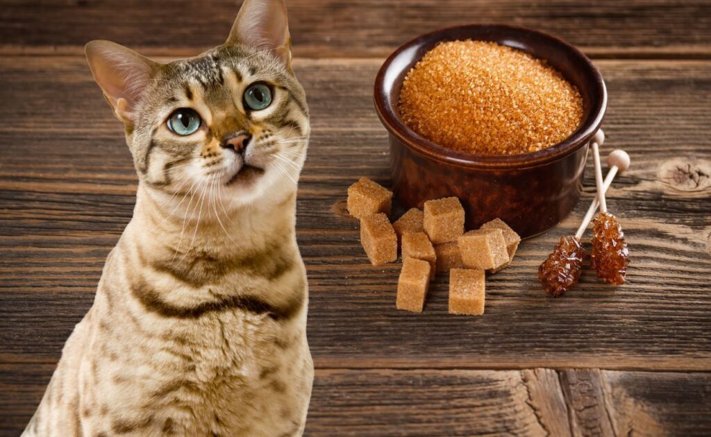 Can Cats Have Brown Sugar?