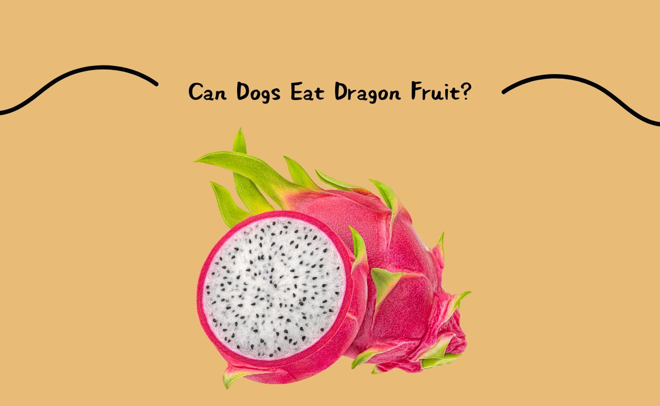 Can Dogs Eat Dragon Fruit?