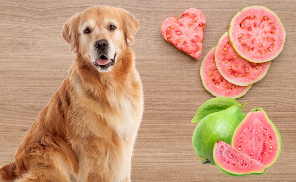 Can Dogs Eat Guava?