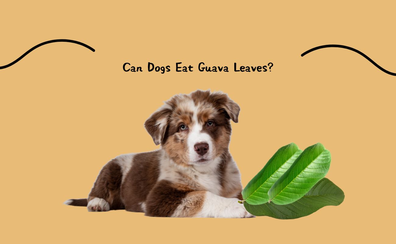 Can Dogs Eat Guava Leaves?