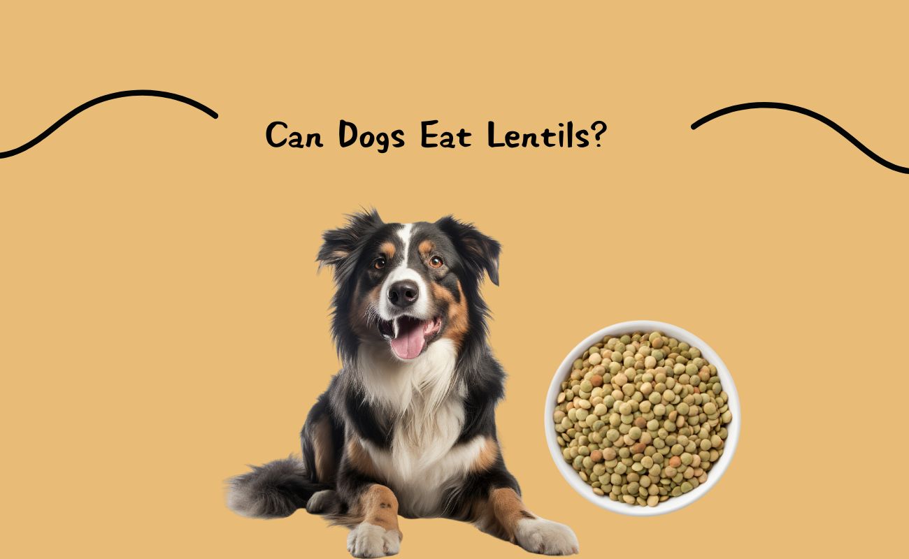 Can Dogs Eat Lentils?