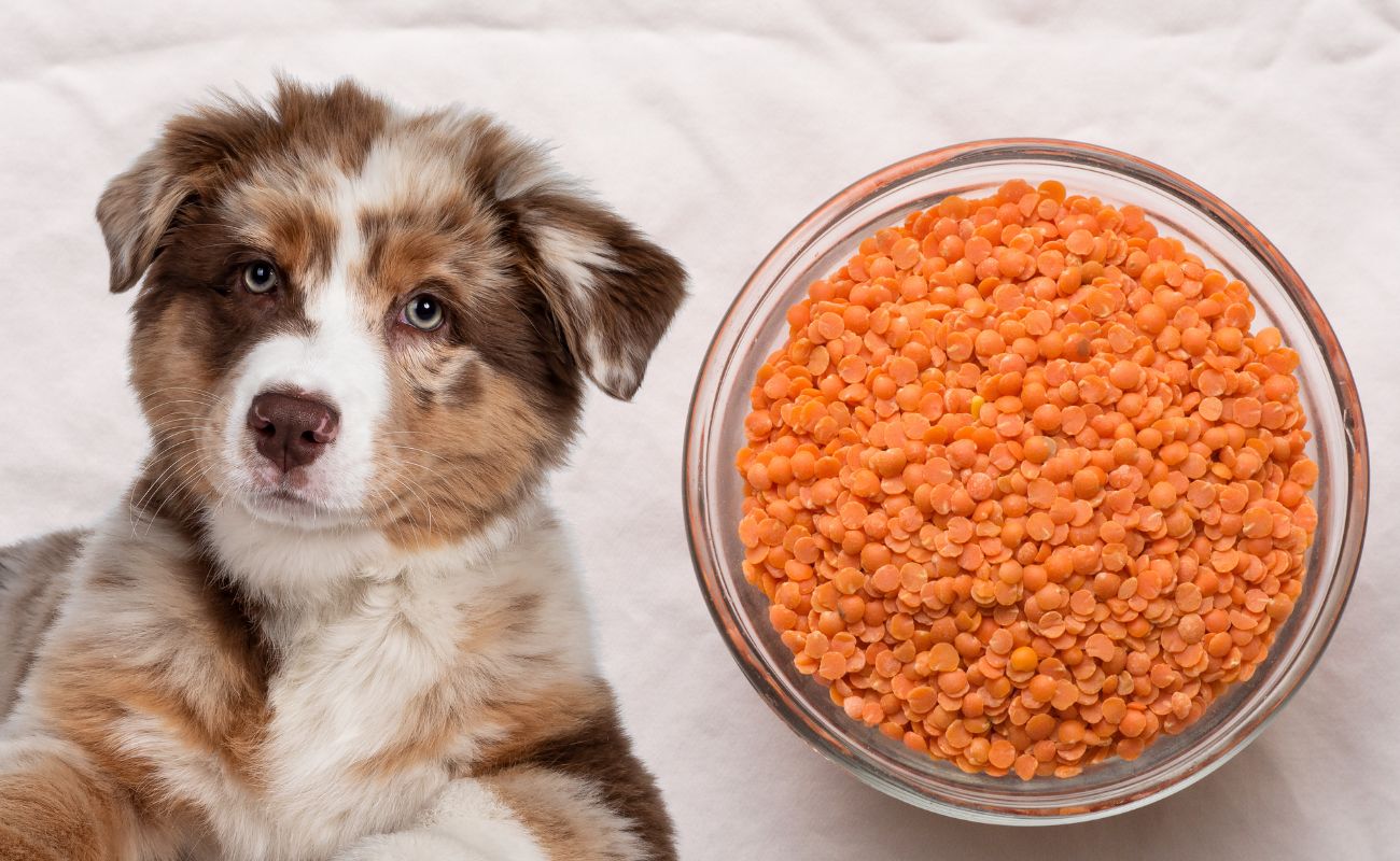 Can Dogs Eat Lentils?