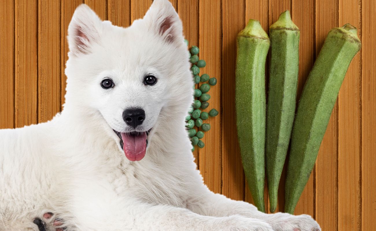 Can Dogs Eat Okra?